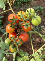 Image/produit/particulier/Caraib'Home Koudadja _115_115_Tomates1.jpeg